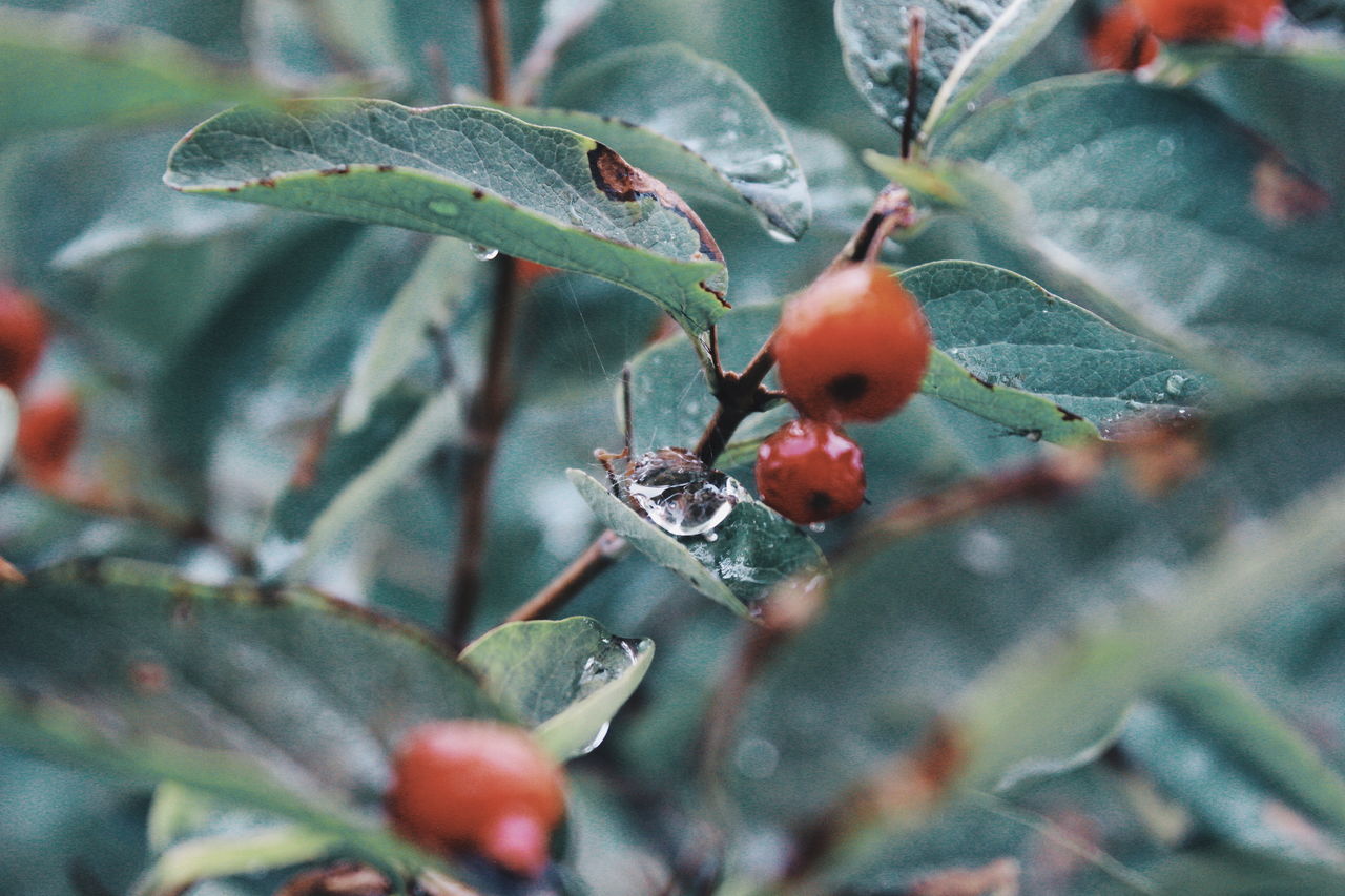 growth, leaf, plant part, fruit, close-up, selective focus, plant, food, no people, food and drink, day, beauty in nature, nature, healthy eating, green color, freshness, outdoors, red, berry fruit, rose hip, ripe