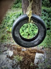 Close-up of plants growing by tree trunk