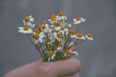 Close-up of hand holding flowering plant