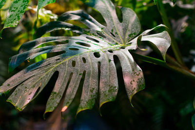 Close-up of plant growing outdoors