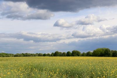 Scenic view of field against sky