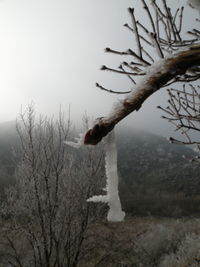 Bare tree against sky