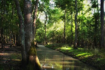 Trees in forest