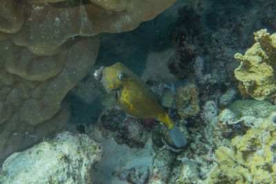 Fish swim at the tubbataha reefs philippines