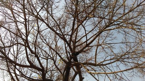 Low angle view of bare tree against sky