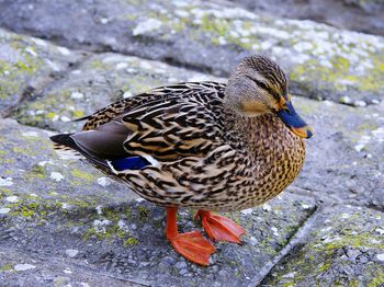 Close-up of mallard duck