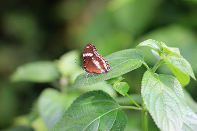 Close-up of butterfly on leaf