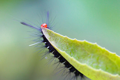 Close-up of insect on leaf