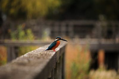 Close-up of bird perching on retaining wall