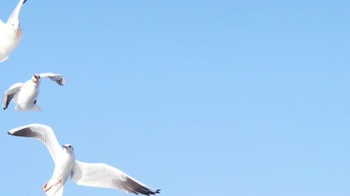 Low angle view of seagulls against clear blue sky