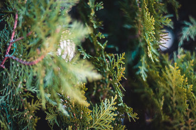 Close-up of pine tree