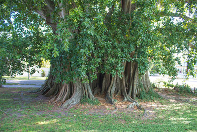 Trees growing in park