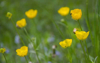 Close-up of yellow flower blooming in field