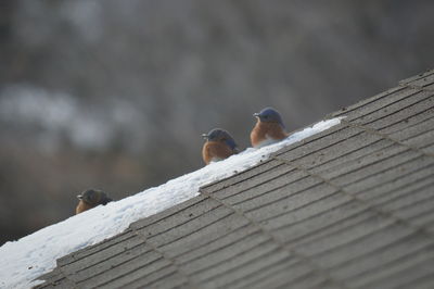 Bird perching on roof