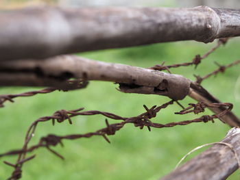 Close-up of barbed wire on tree