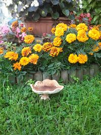 Yellow flowers blooming in garden