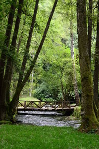 Trees in forest