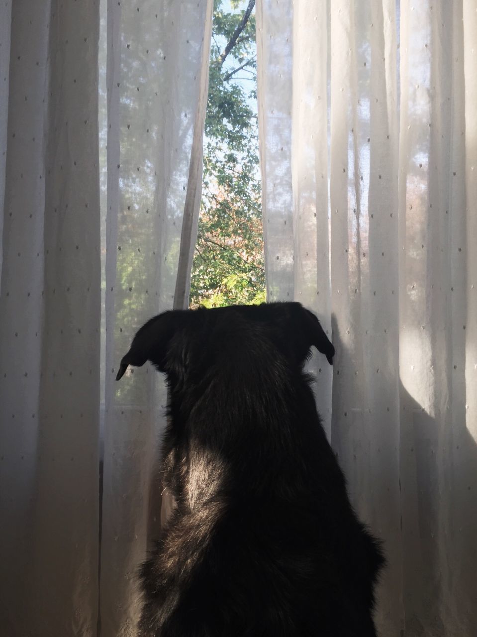 PORTRAIT OF DOG LOOKING THROUGH WINDOW