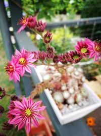 Close-up of pink flowering plants