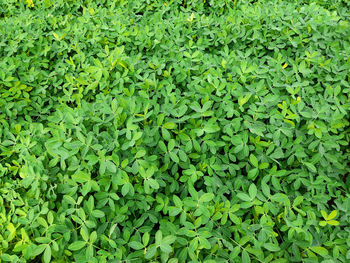 Full frame shot of leaves on field