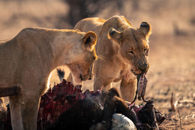 Lioness in forest