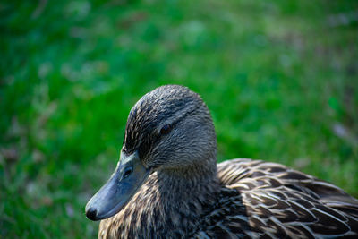 Close-up of a bird