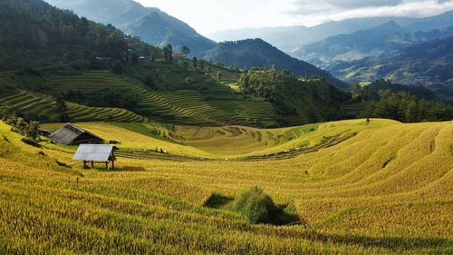 Scenic view of agricultural field