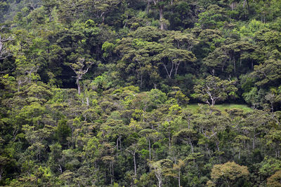 Plants and trees in forest