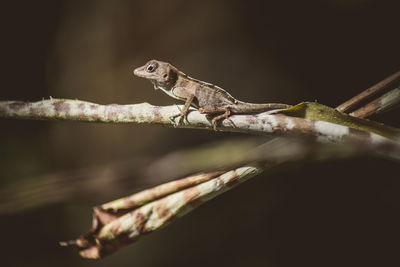 Close-up of lizard on branch