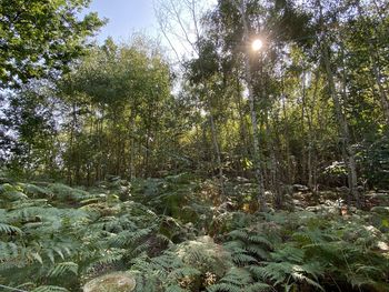 Low angle view of trees in forest against sky