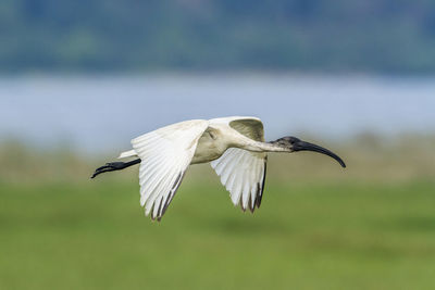 Bird flying