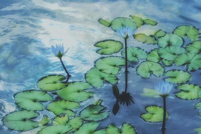 Water lilies in pond