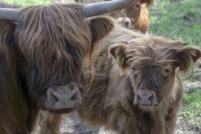 Close-up of cow