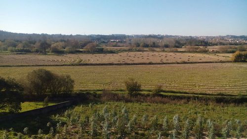 Scenic view of field against clear sky