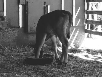 Horse standing in grass