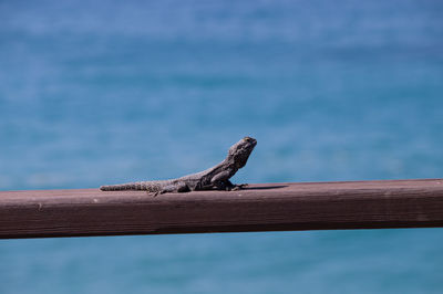 Close-up of lizard on wood against sea