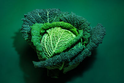 Close-up of green leaves