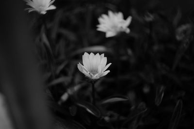 Close-up of white flowers blooming outdoors