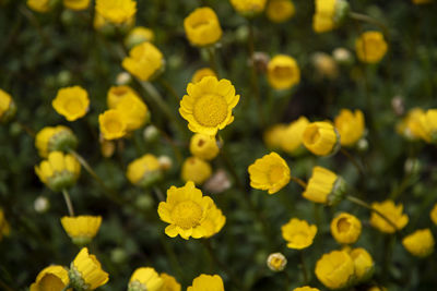 Close-up of yellow flowering plants