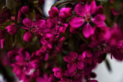 Close-up of pink flowering plants