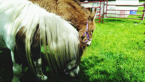 Close-up of horse grazing on field