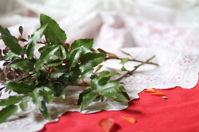 Close-up of salad in plate on table