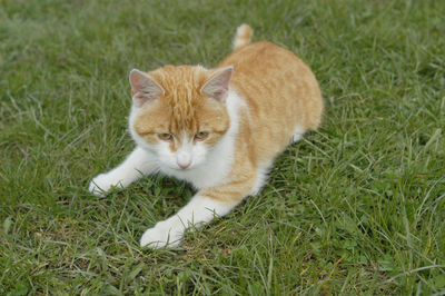 High angle view of a cat on grass