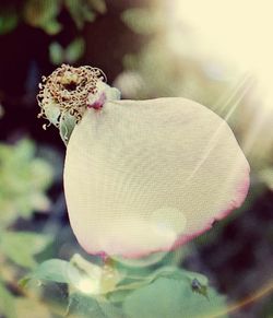 Close-up of butterfly on flower