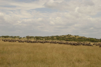 Scenic view of field against cloudy sky