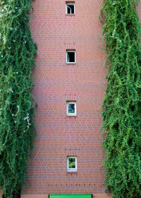 Full frame shot of ivy on building