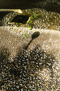 High angle view of water flowing through rocks