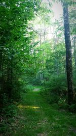 Trees in forest