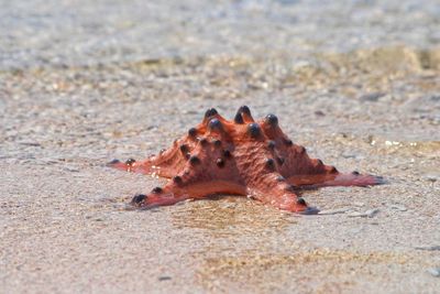 Close-up of crab on beach