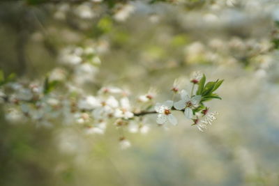 Close-up of cherry blossom